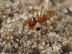 Dorymyrmex bureni