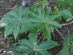 Ricinus communis