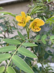Senna ligustrina
