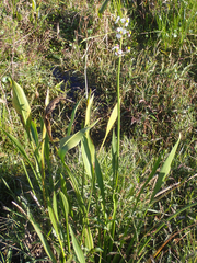 Sagittaria lancifolia