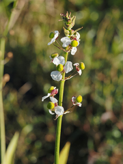 Sagittaria lancifolia