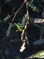 Persicaria