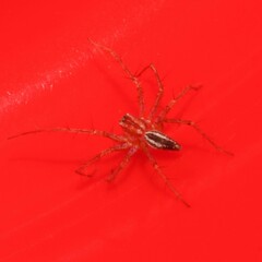Oxyopes gracilipes
