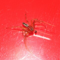 Oxyopes gracilipes
