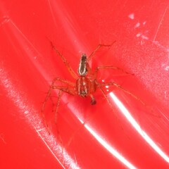 Oxyopes gracilipes