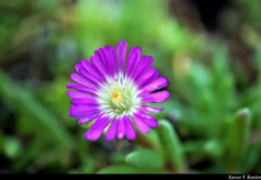 Delosperma sutherlandii