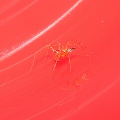 Oxyopes gracilipes