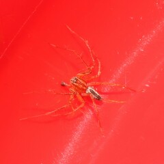 Oxyopes gracilipes