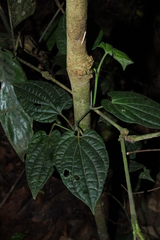Piper poiteanum