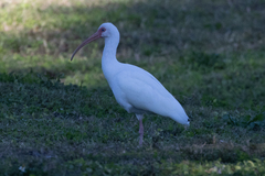 Eudocimus albus