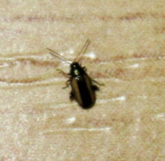 Phyllotreta