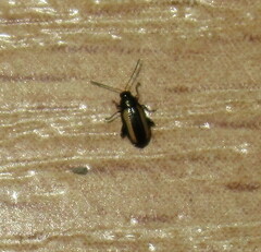 Phyllotreta
