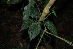 Piper poiteanum