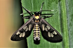 Eressa confinis