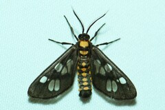 Eressa confinis