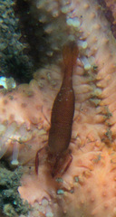 Zenopontonia soror