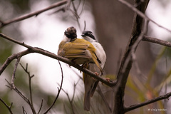 Melithreptus albogularis