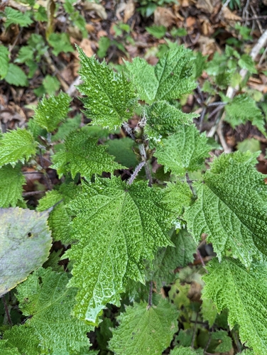 Urtica thunbergiana (Urtica thunbergiana)