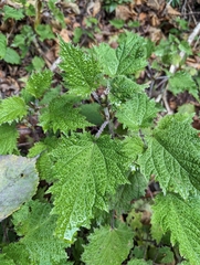 Urtica thunbergiana
