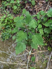 Urtica thunbergiana