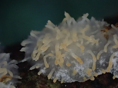 Echinoporia hydnophora