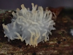 Echinoporia hydnophora