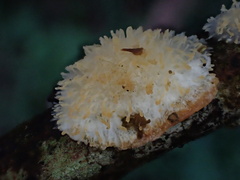 Echinoporia hydnophora