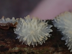 Echinoporia hydnophora