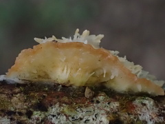 Echinoporia hydnophora