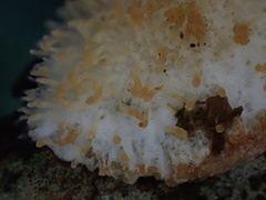 Echinoporia hydnophora