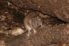 Antechinus subtropicus