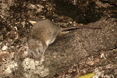 Antechinus subtropicus