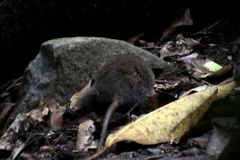 Antechinus subtropicus