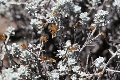 Helichrysum lucilioides