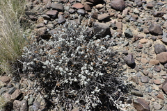 Helichrysum lucilioides