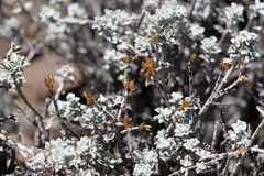 Helichrysum lucilioides