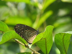 Euploea mulciber