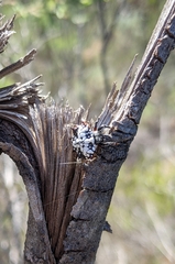 Isoxya cicatricosa