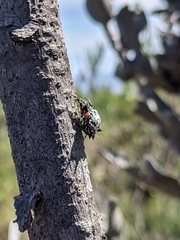 Isoxya cicatricosa
