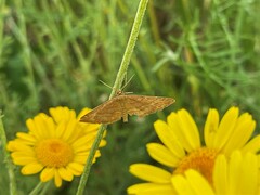 Idaea ochrata