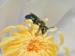 Palaeorhiza disrupta