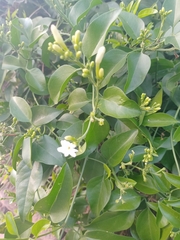 Murraya paniculata