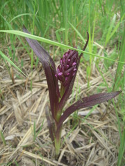 Dactylorhiza incarnata cruenta