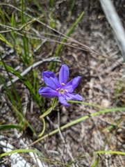 Aristea glauca