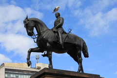 Larus fuscus graellsii