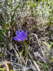 Aristea glauca