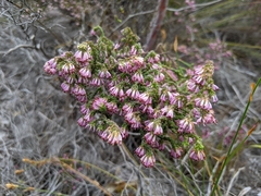 Erica globiceps consors