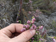 Erica globiceps consors