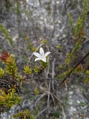 Roella prostrata