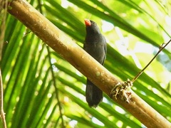Saltator fuliginosus